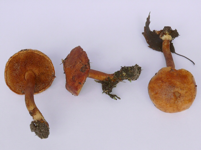 Boletus Piperatus